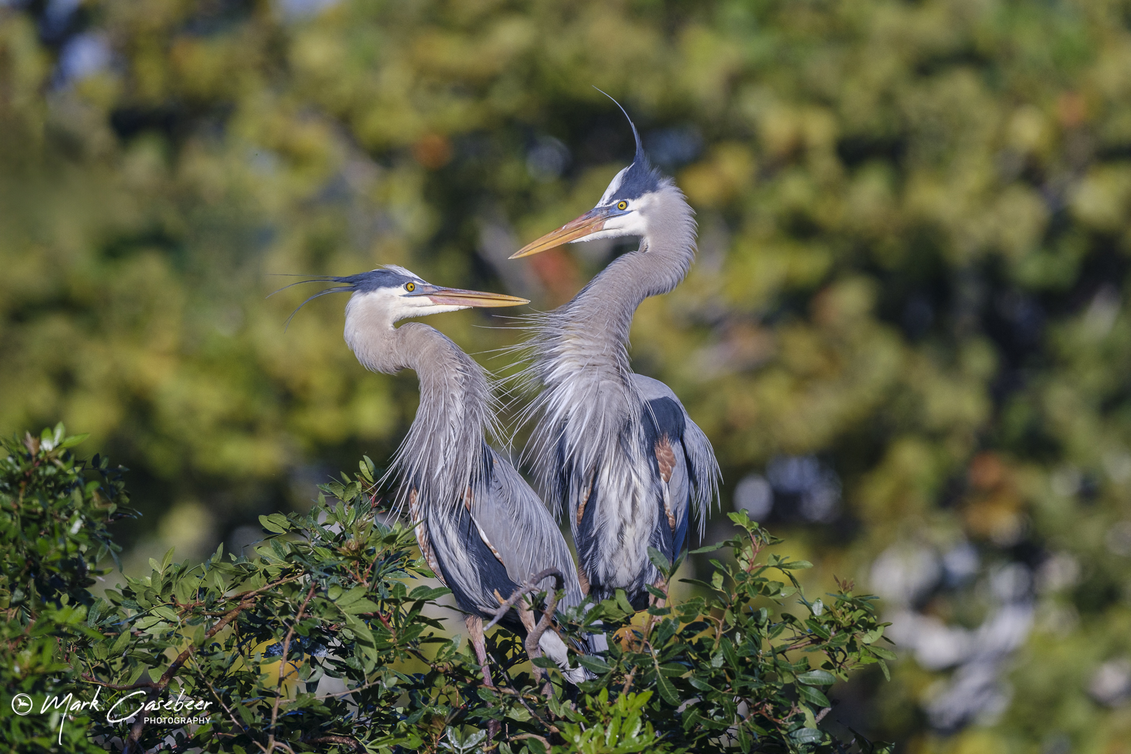 blue-heron-10
