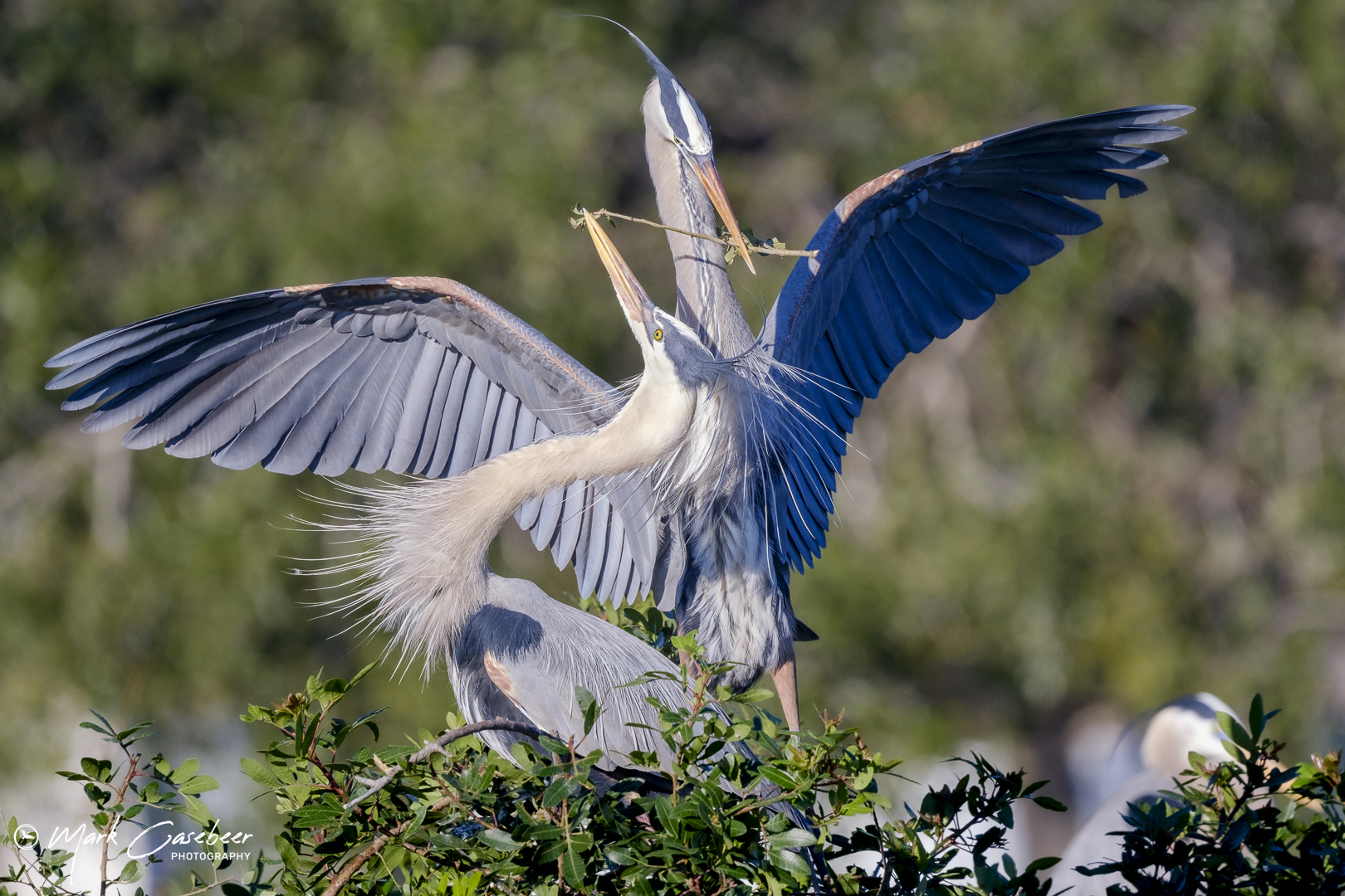 blue-heron-11