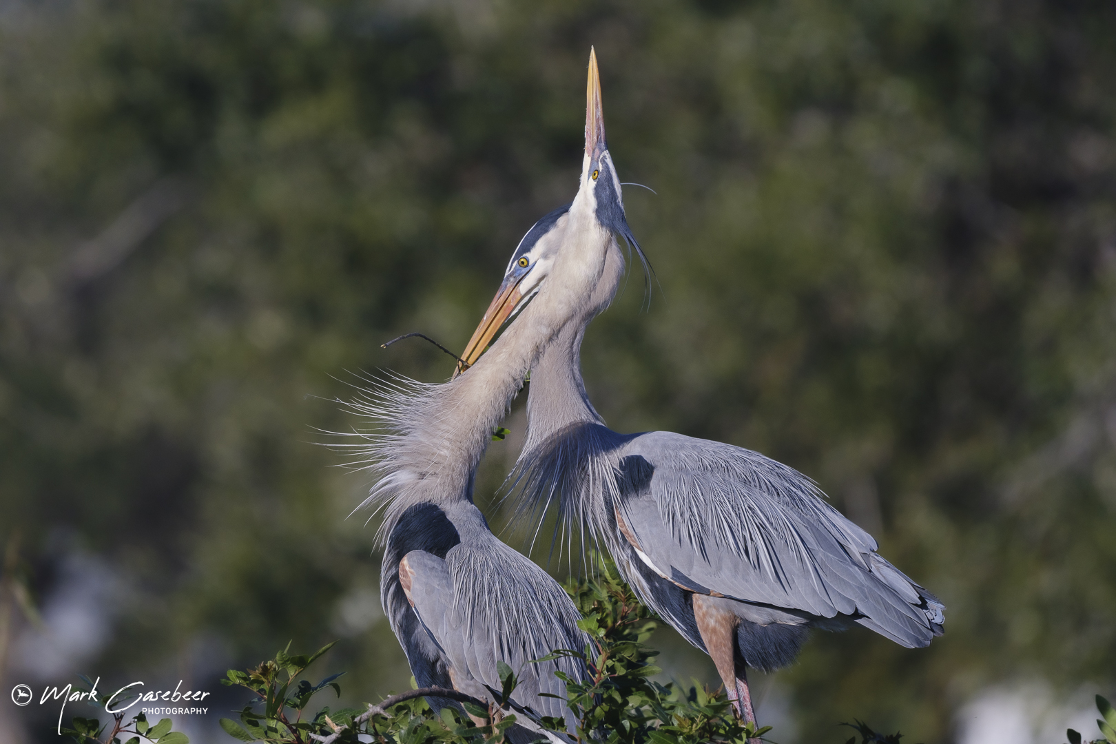blue-heron-15