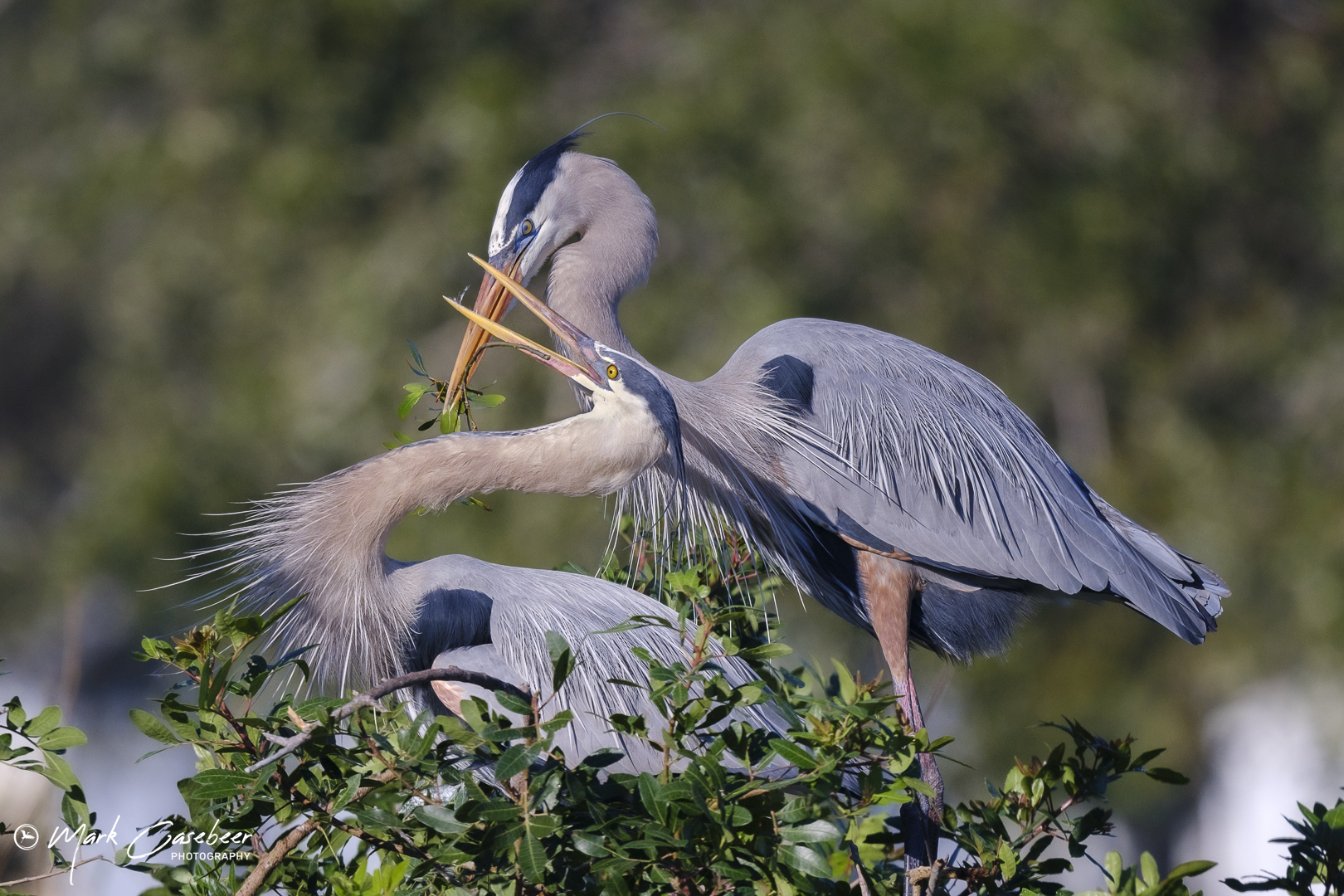 blue-heron-16