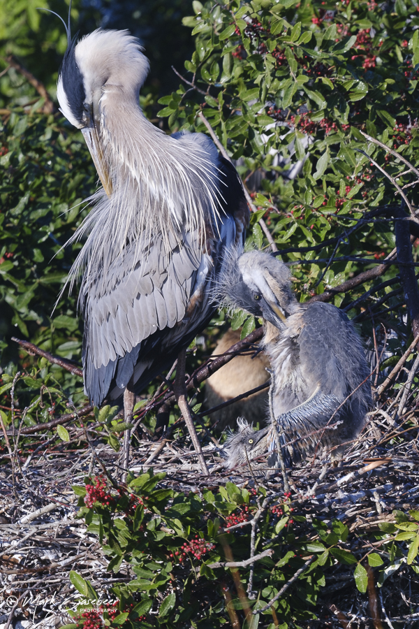 blue-heron-18