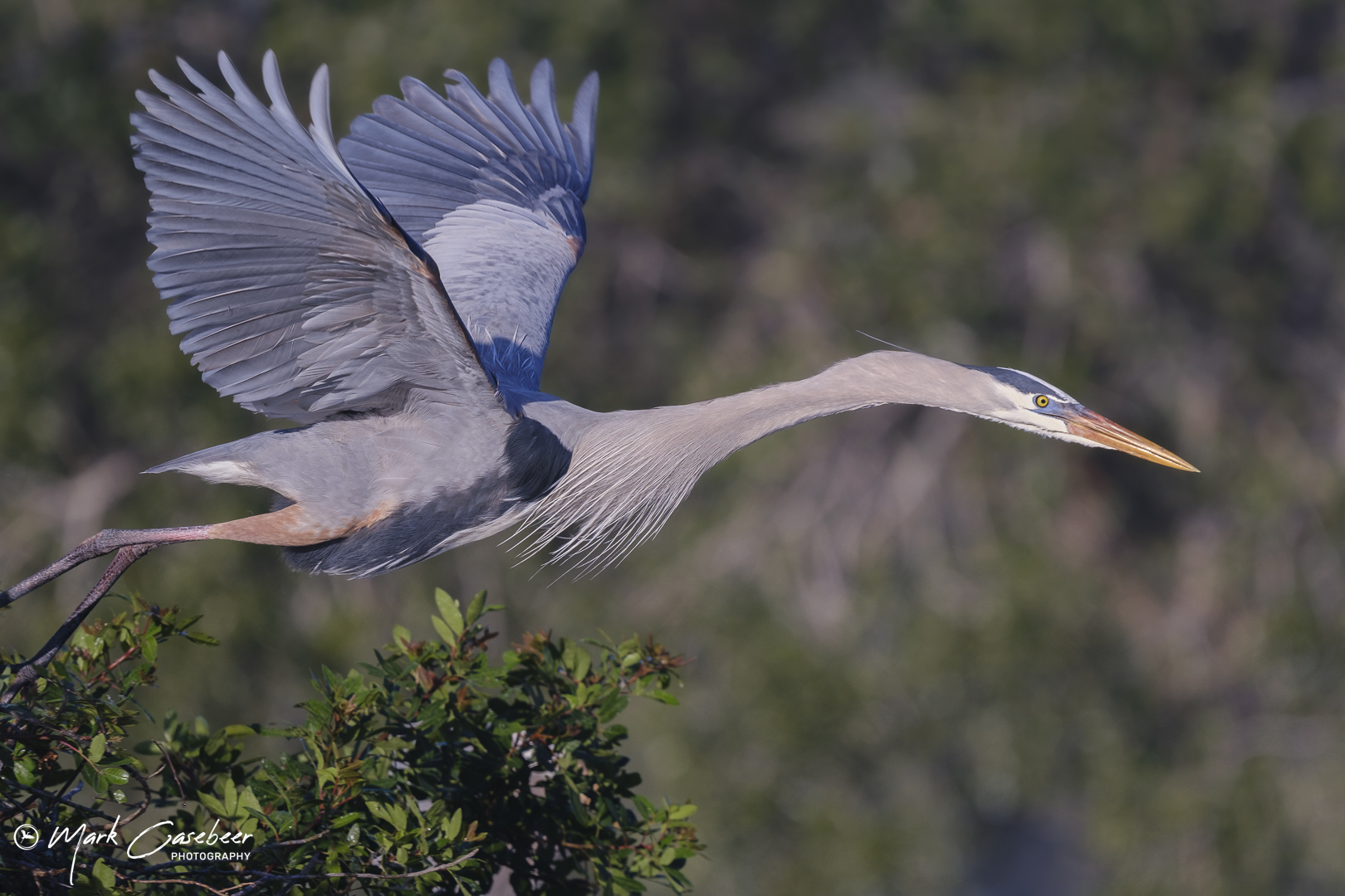 blue-heron-2