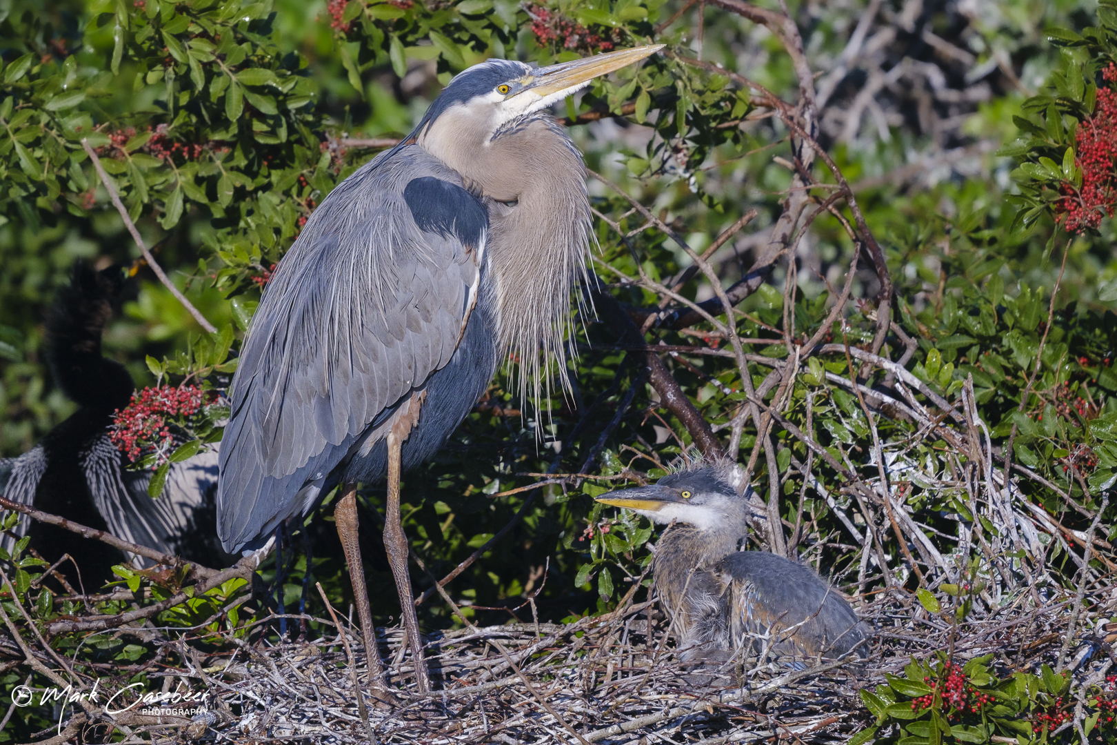 blue-heron-6