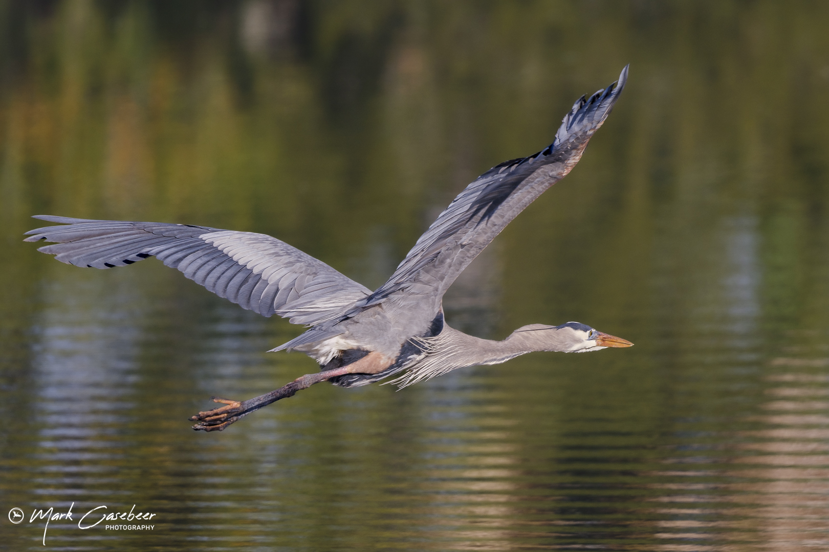 blue-heron-7