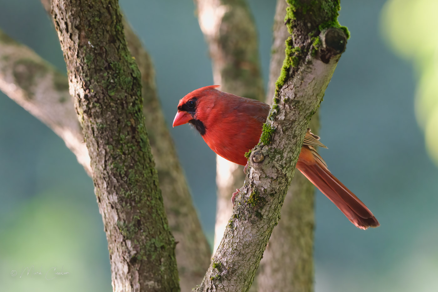 cardinal-